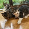 キジ白2ヶ月半タレ目ちゃん サムネイル3