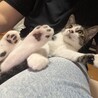 八幡地域猫を考える会【10... さん