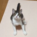 【10/11譲渡会】褐色目のキジ白キルアくん