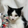 【10/11譲渡会】穏やかな甘えん坊ハチワレくん サムネイル3
