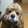 しゅんぱんまん