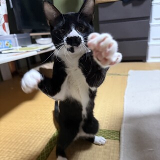 ルウくん