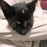 生後2ヶ月くらい黒多めサビ猫の女の子 サムネイル2