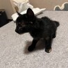 生後2ヶ月くらい黒多めサビ猫の女の子 サムネイル3