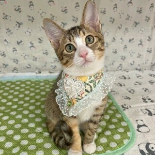 可愛いキジ三毛くるみちゃん