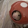 キンクマハムスター女の子 サムネイル1