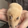 キンクマハムスター女の子 サムネイル2