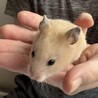 キンクマハムスター女の子 サムネイル3