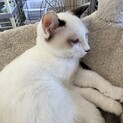 シャム(スノーシュー)大人しくて可愛いです