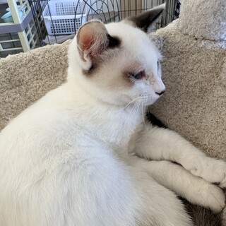 シャム(スノーシュー)大人しくて可愛いです
