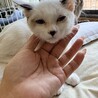 シャム(スノーシュー)大人しくて可愛いです サムネイル2