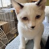 シャム(スノーシュー)大人しくて可愛いです サムネイル3