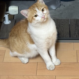 人懐っこい茶白の幼猫ちゃん