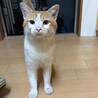 人懐っこい茶白の幼猫ちゃん サムネイル2