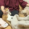 人懐っこい茶白の幼猫ちゃん サムネイル3