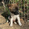 生後二か月・尻尾フリフリおす子犬 サムネイル2