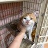 人懐っこい茶白の幼猫ちゃん サムネイル4