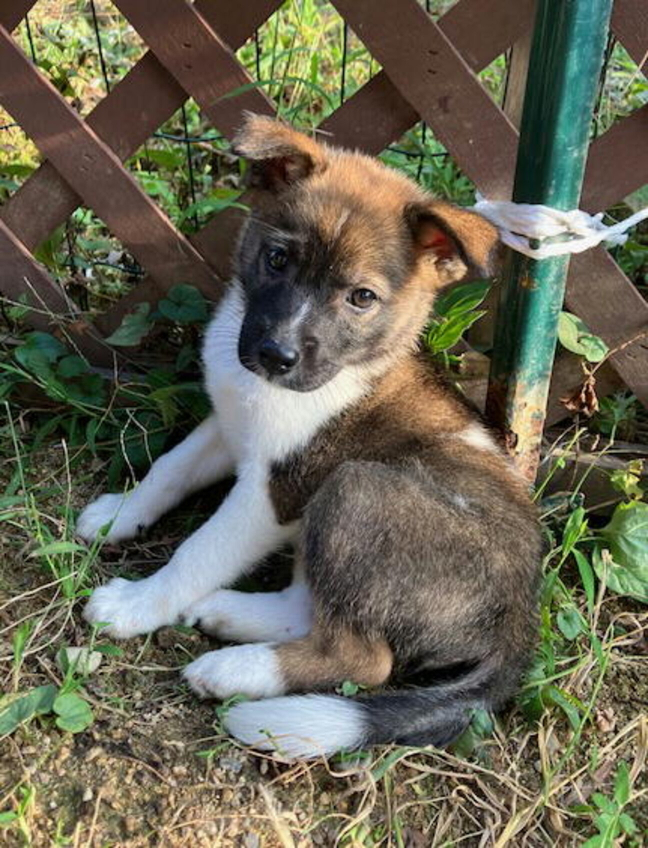 生後二か月・尻尾フリフリおす子犬 サムネイル1