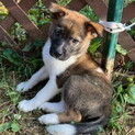 生後二か月・尻尾フリフリおす子犬