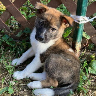 生後二か月・尻尾フリフリおす子犬