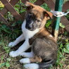 生後二か月・尻尾フリフリおす子犬 サムネイル1