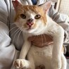 人懐っこい茶白の幼猫ちゃん サムネイル5