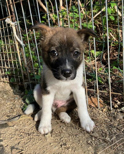 生後二か月・尻尾フリフリおす子犬 サムネイル3