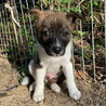 生後二か月・尻尾フリフリおす子犬 サムネイル3