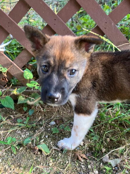 生後二か月・尻尾フリフリおす子犬 サムネイル4