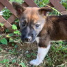 生後二か月・尻尾フリフリおす子犬 サムネイル4
