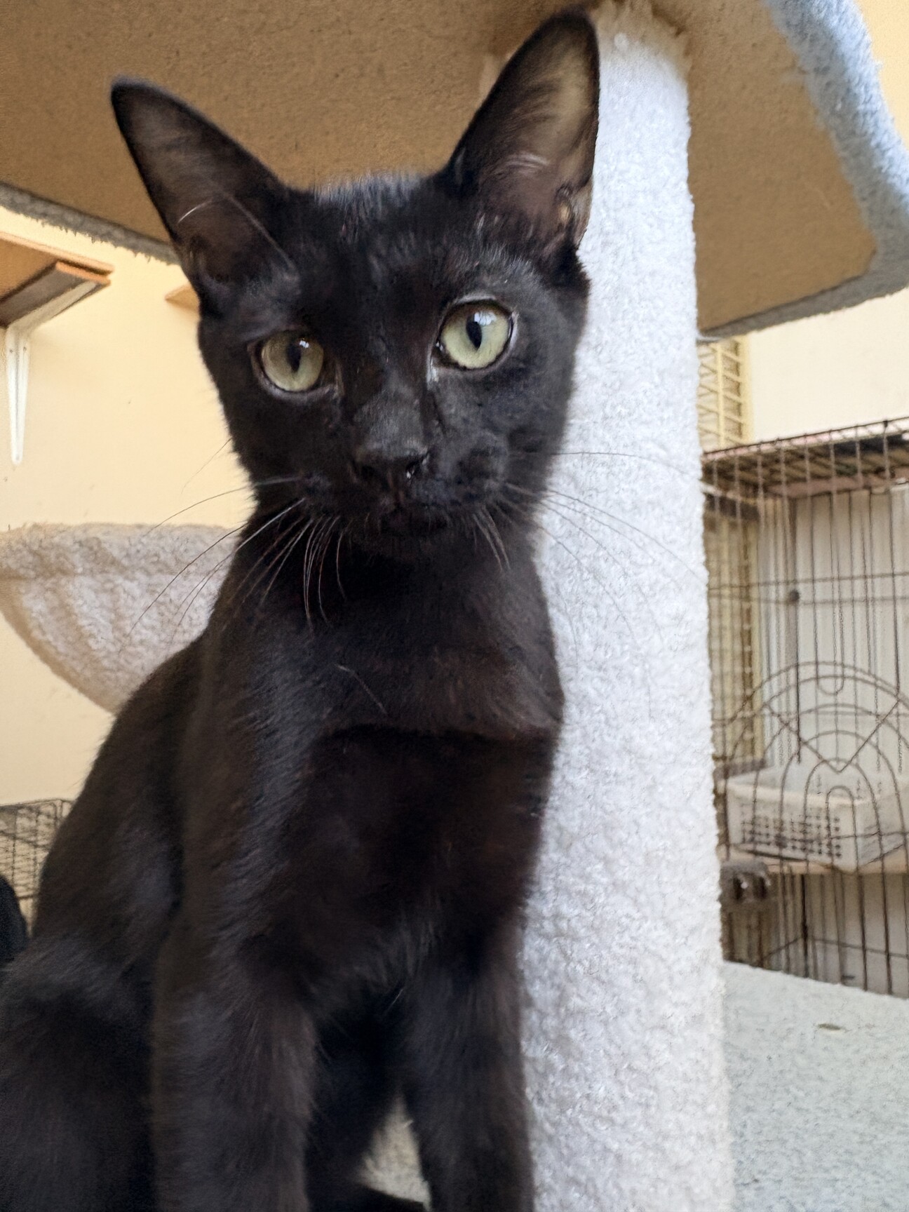 やんちゃで甘えんぼな黒猫です サムネイル1