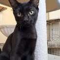 やんちゃで甘えんぼな黒猫です