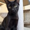 やんちゃで甘えんぼな黒猫です サムネイル1