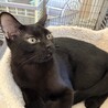 やんちゃで甘えんぼな黒猫です サムネイル2