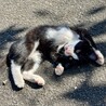 生後2ヶ月の兄弟猫！ワクチン・去勢/避妊後の引渡し サムネイル3