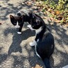 生後2ヶ月の兄弟猫！ワクチン・去勢/避妊後の引渡し サムネイル7