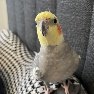 【一旦締め切り】オカメインコ家族を募集いたします