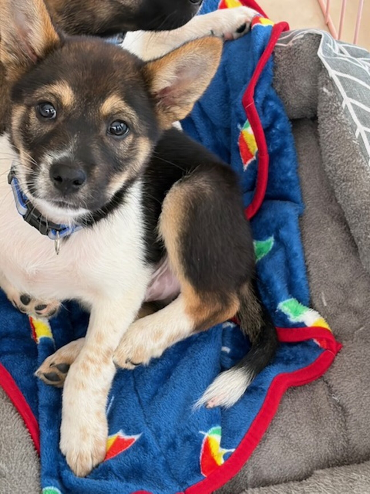 生後二か月・ムダ吠えせずオス子犬 サムネイル1