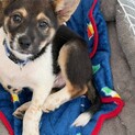 生後二か月・ムダ吠えせずオス子犬