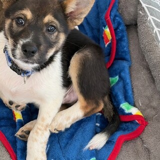生後二か月・ムダ吠えせずオス子犬
