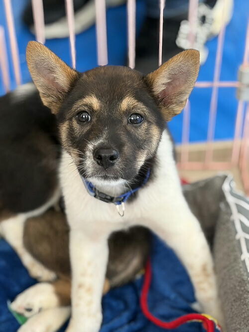 生後二か月・ムダ吠えせずオス子犬 サムネイル2