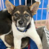 生後二か月・ムダ吠えせずオス子犬 サムネイル2