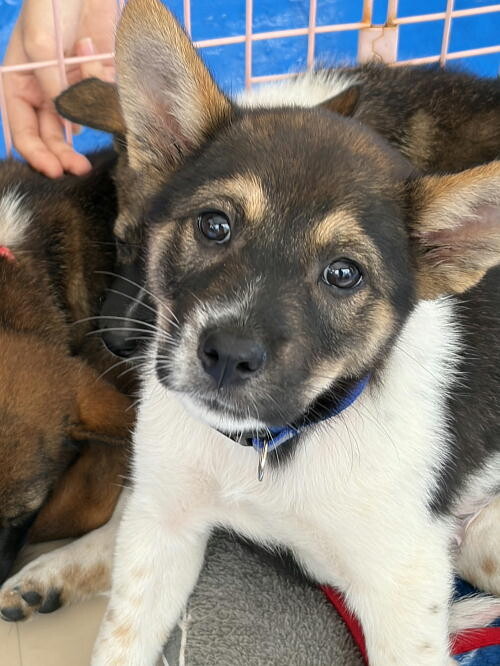 生後二か月・ムダ吠えせずオス子犬 サムネイル3