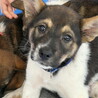 生後二か月・ムダ吠えせずオス子犬 サムネイル3