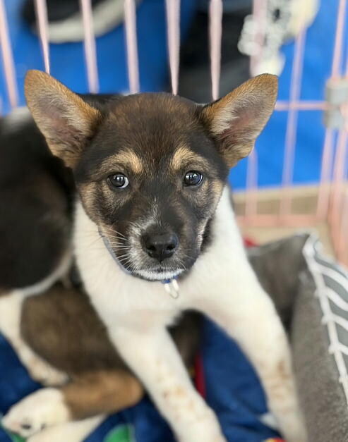 生後二か月・ムダ吠えせずオス子犬 サムネイル4