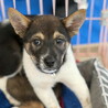 生後二か月・ムダ吠えせずオス子犬 サムネイル4