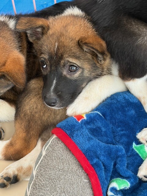 生後二か月・ムダ吠えせずオス子犬 サムネイル5