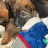 生後二か月・ムダ吠えせずオス子犬 サムネイル5