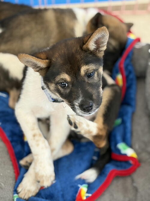 生後二か月・ムダ吠えせずオス子犬 サムネイル6