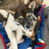 生後二か月・ムダ吠えせずオス子犬 サムネイル6